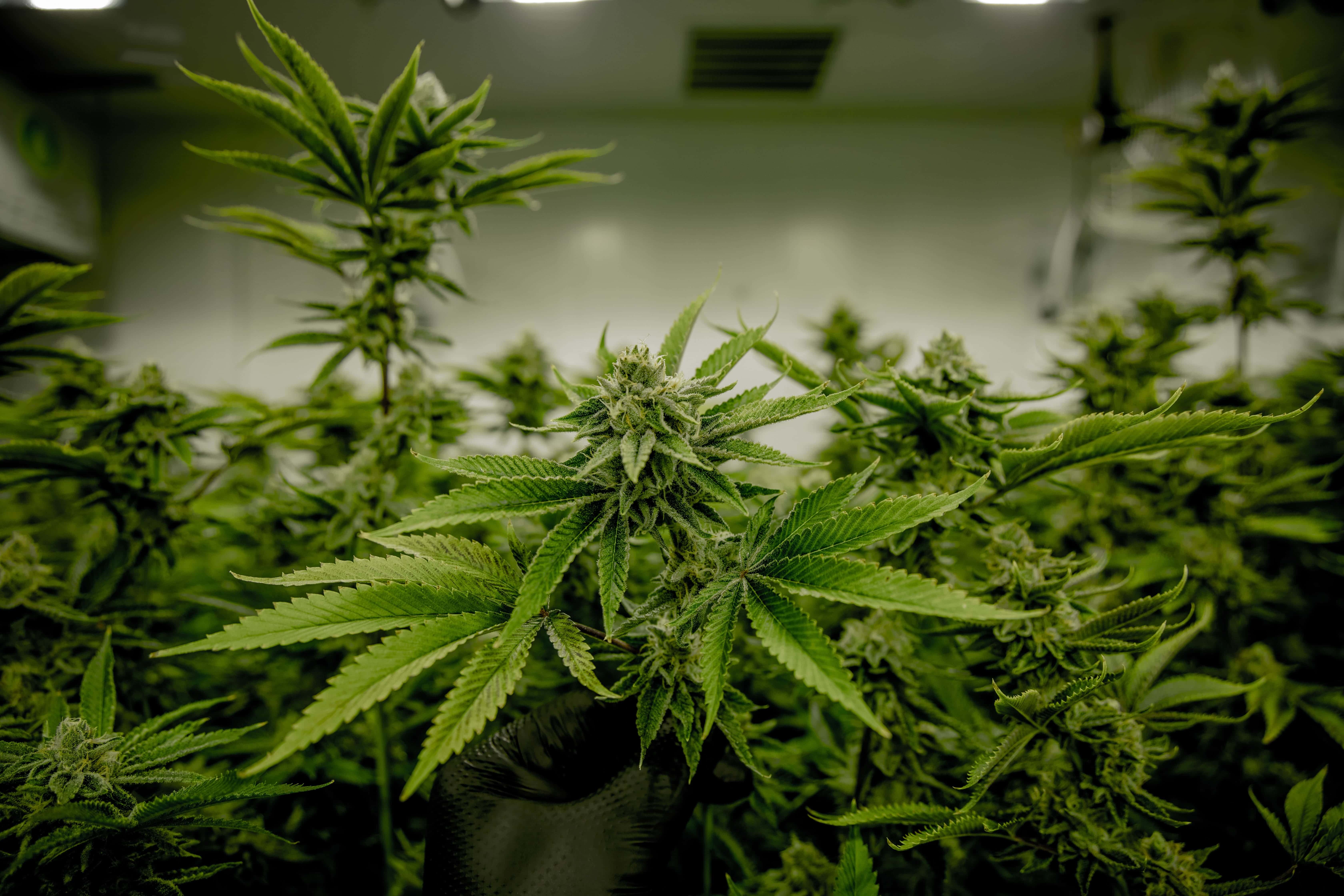 We are offering our expertise in SEO and the cannabis industry, with the promise of delivering guaranteed results in a short time frame.