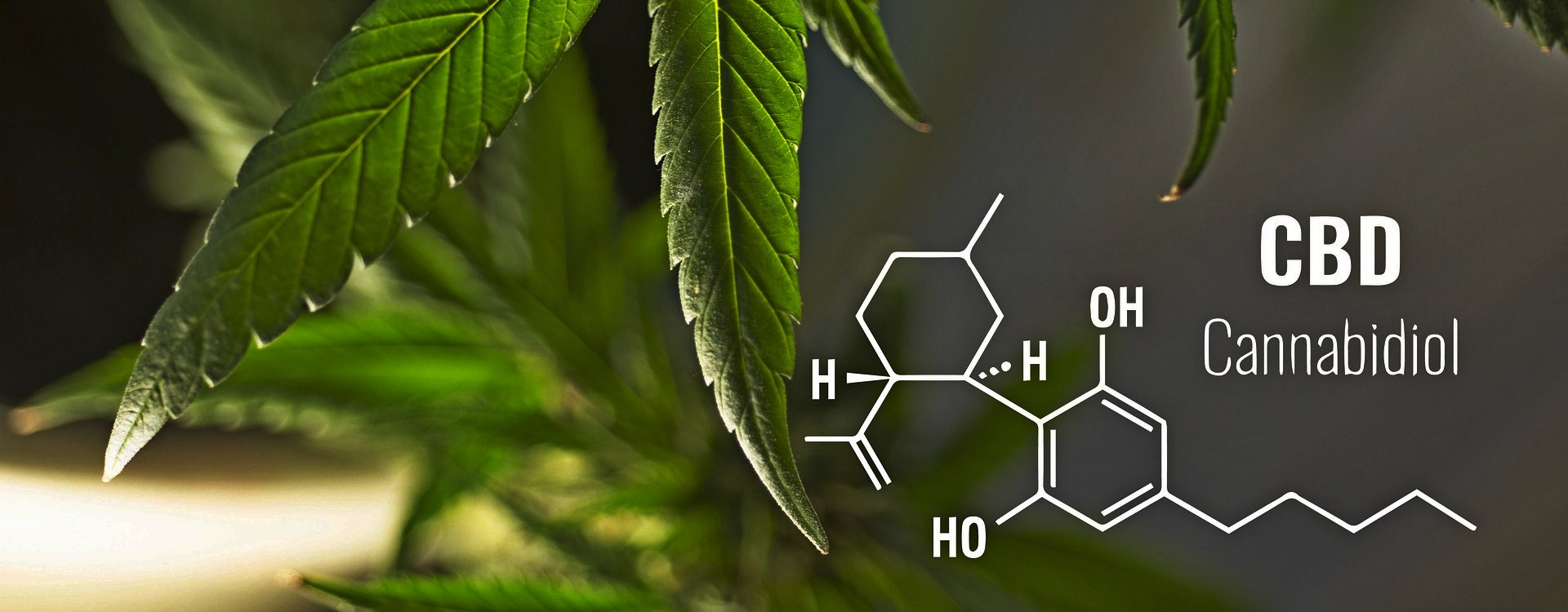 We know how CBD and SEO works. Our experienced team has been doing it for over 5 years. Let us apply our strategies to make your business grow.